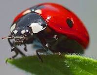 coccinelle